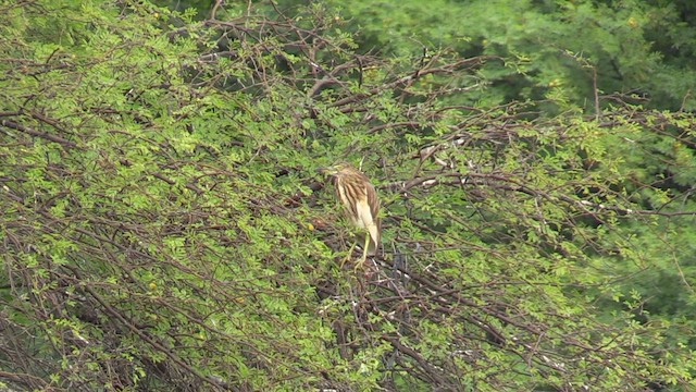 Indian Pond-Heron - ML615587617