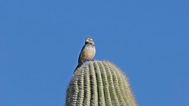 Cactus Wren - ML615587618