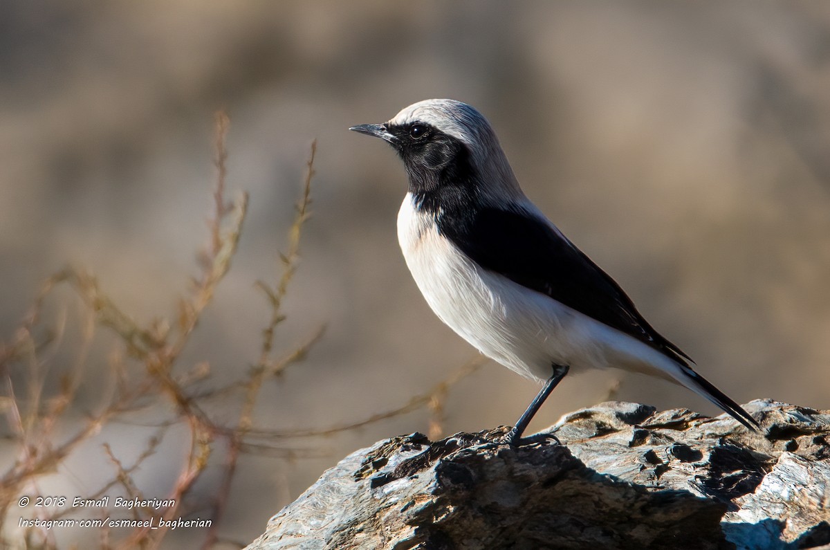 Finsch's Wheatear - Esmail Bagheriyan