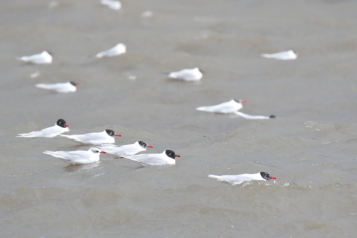 Mediterranean Gull - ML615587620