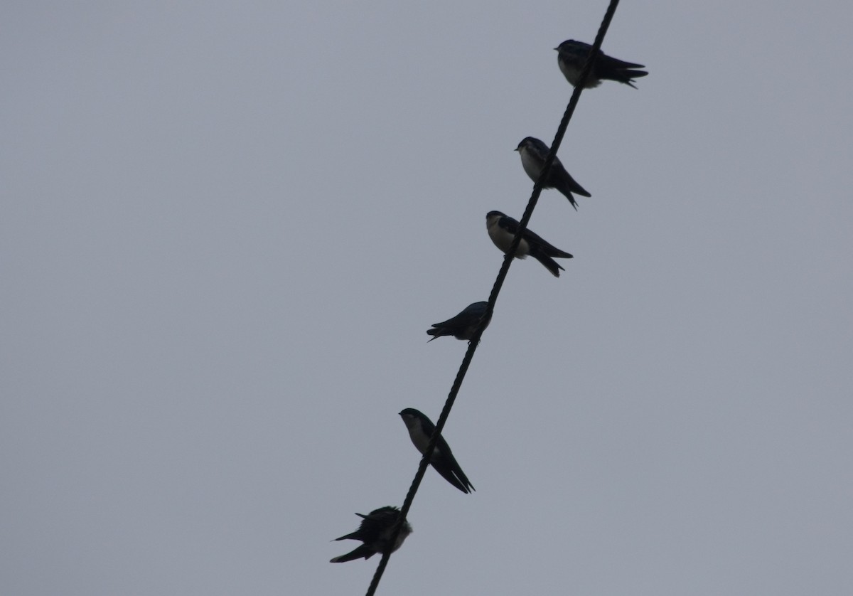 Blue-and-white Swallow - ML615587625