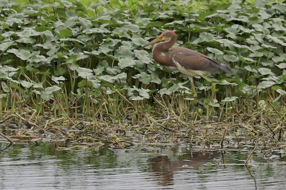 Tricolored Heron - ML615587632