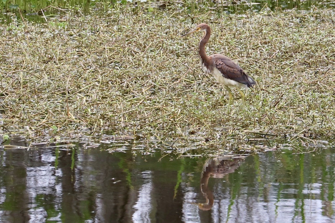 Tricolored Heron - ML615587635