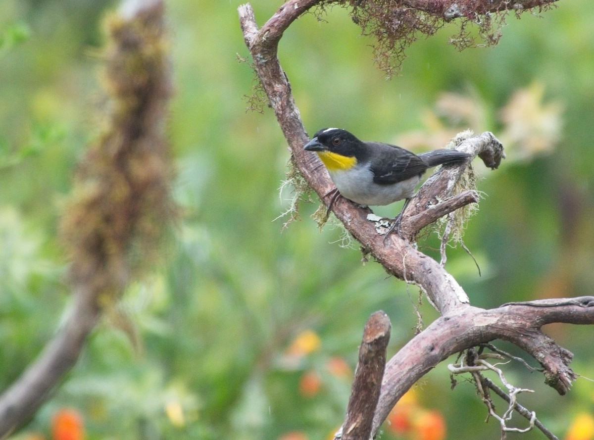 White-naped Brushfinch - ML615587645