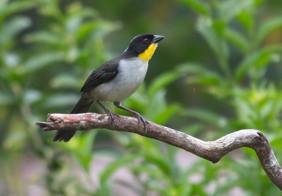 White-naped Brushfinch - ML615587646