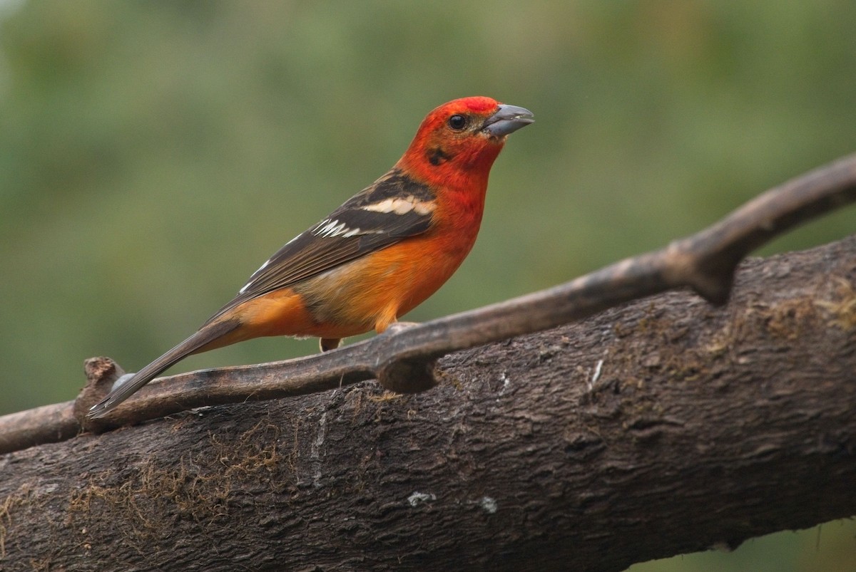 Flame-colored Tanager - ML615587662