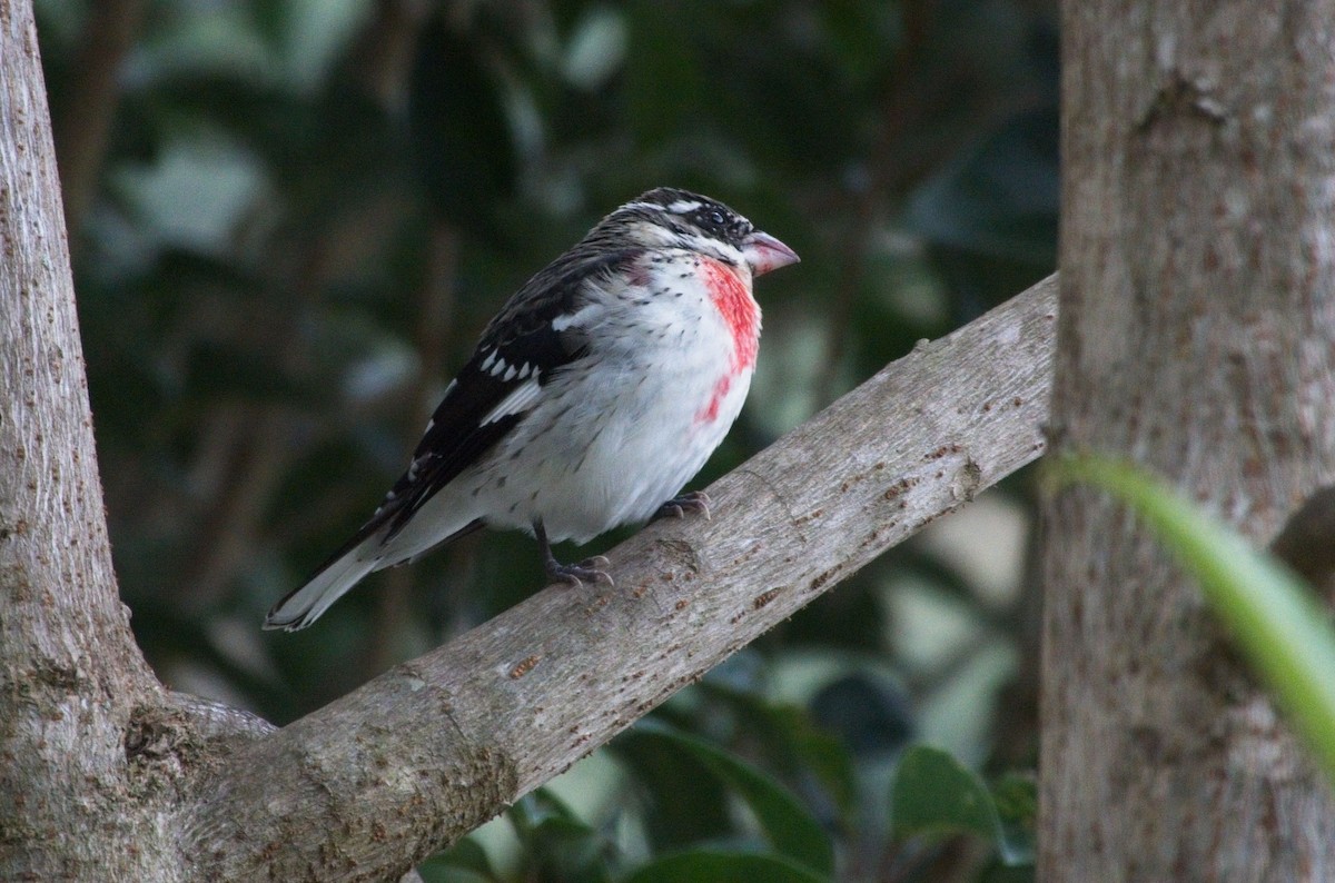 Rose-breasted Grosbeak - ML615587674