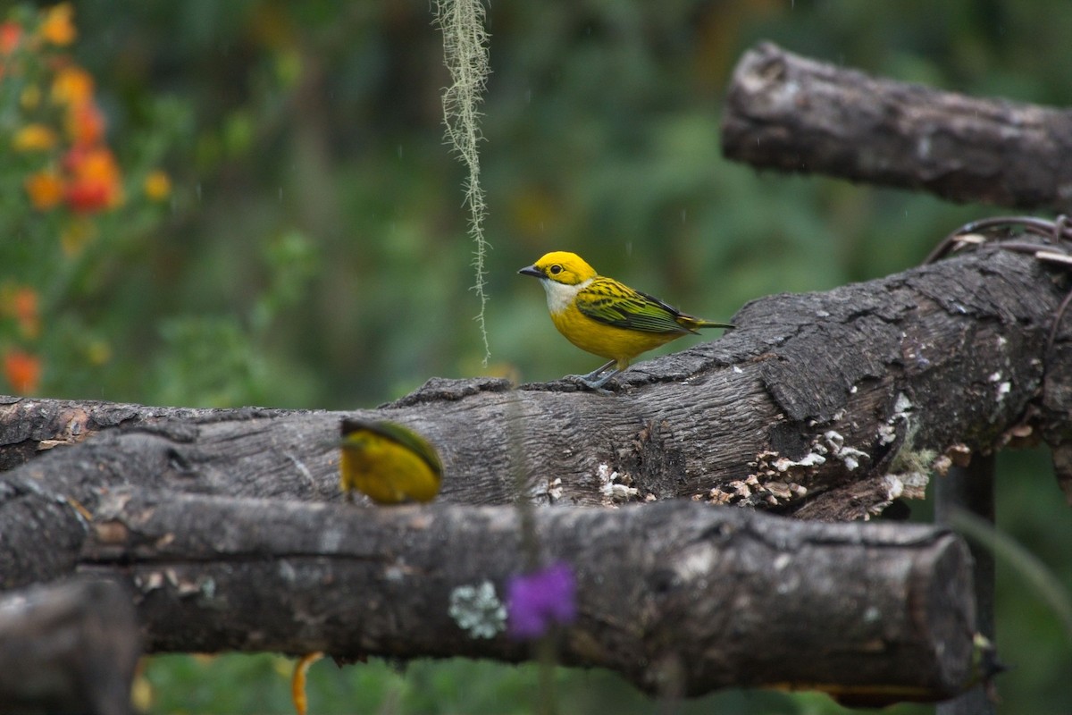 Silver-throated Tanager - ML615587684