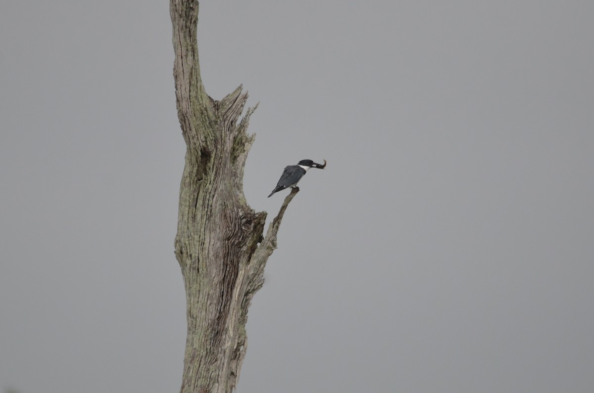 Belted Kingfisher - ML615587688