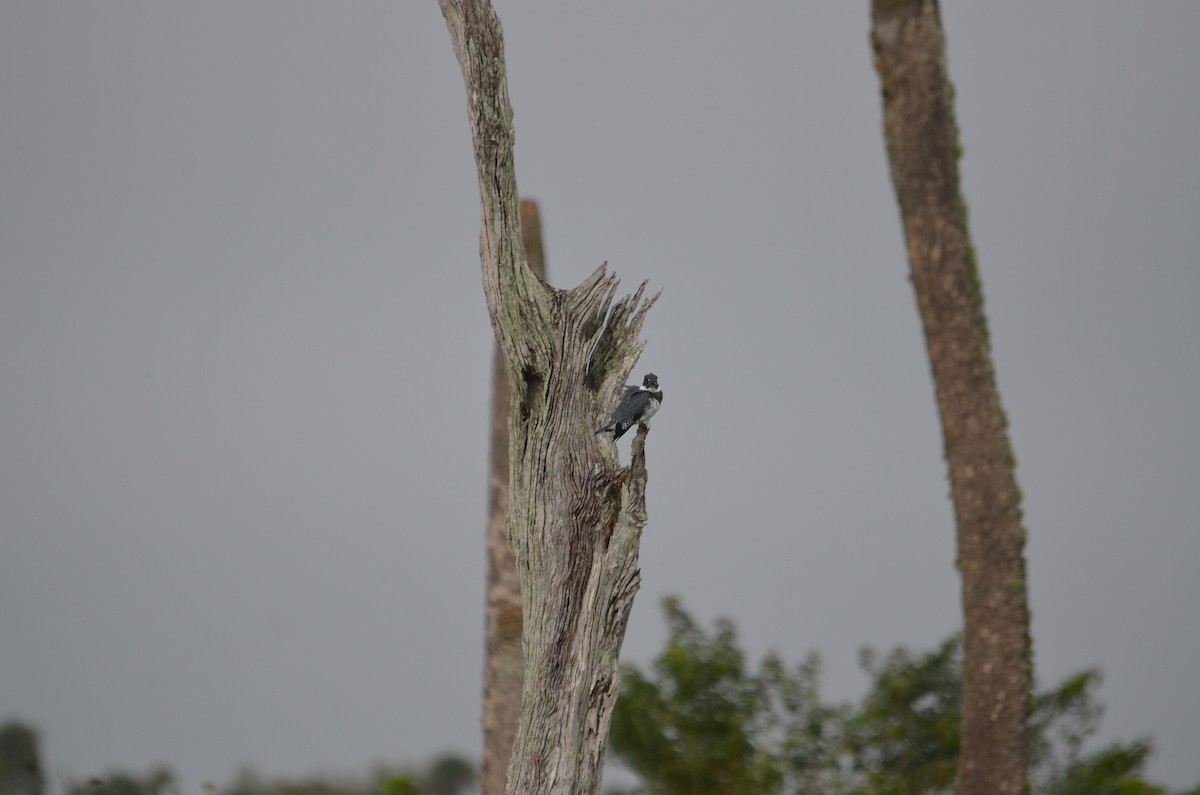 Belted Kingfisher - ML615587691