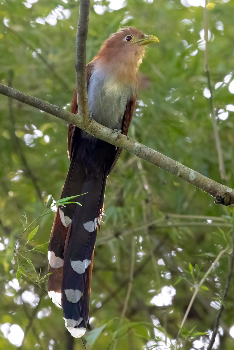 Squirrel Cuckoo - ML615587693