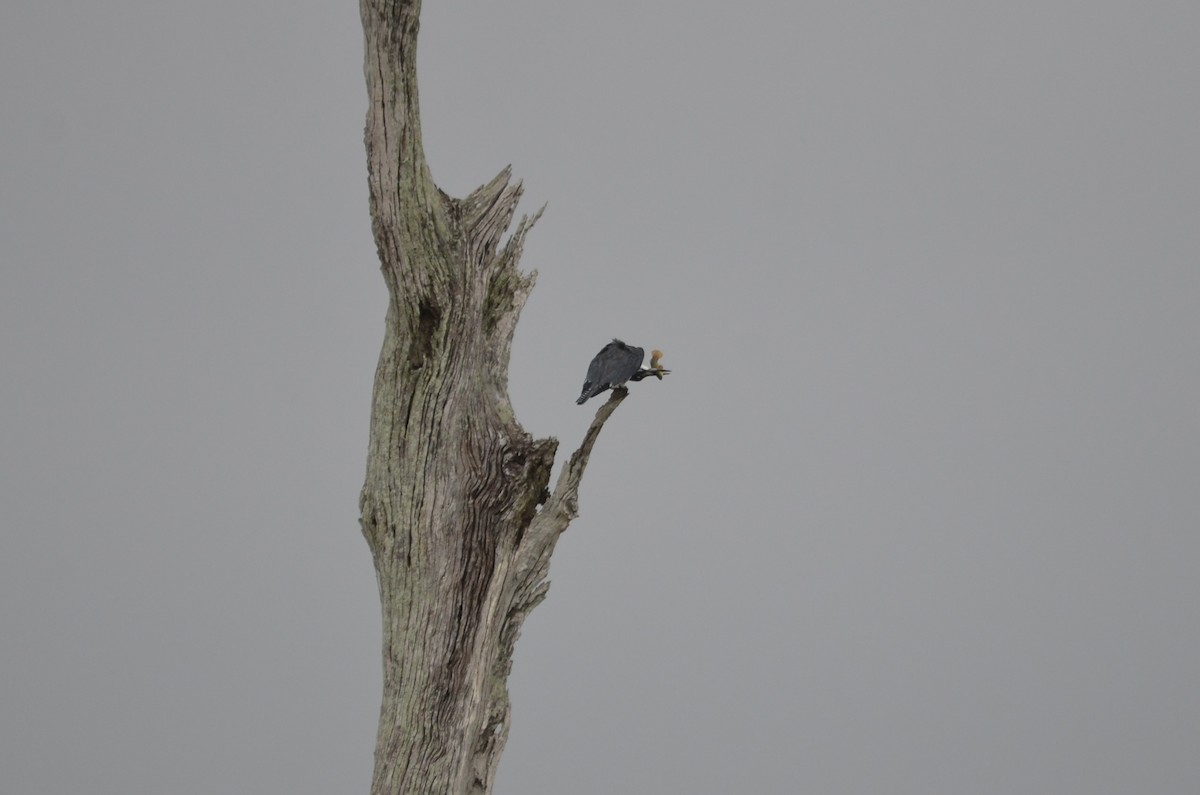 Belted Kingfisher - ML615587702