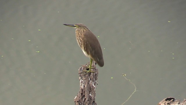 Indian Pond-Heron - ML615587768