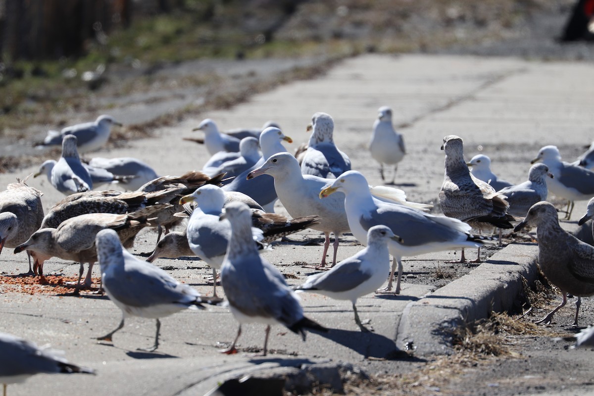 Glaucous Gull - ML615587770