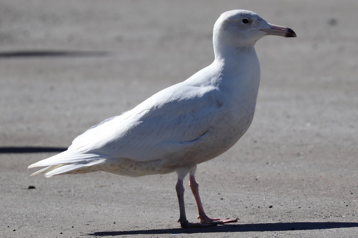 Glaucous Gull - ML615587782