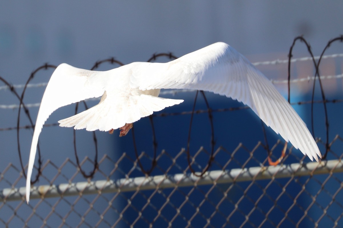 Glaucous Gull - ML615587787