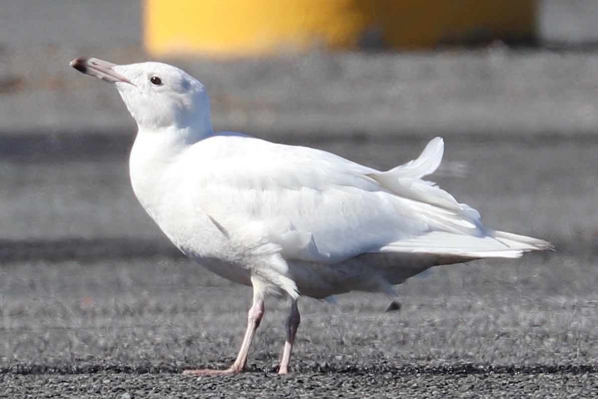 Glaucous Gull - ML615587791