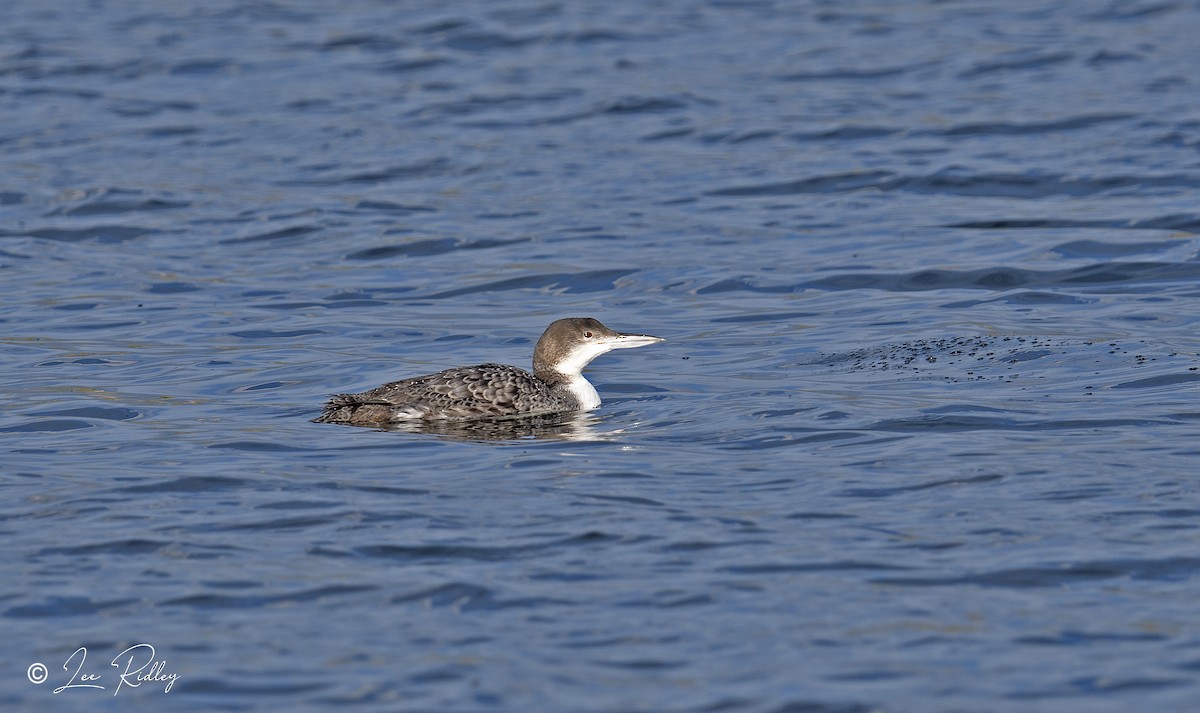 Plongeon huard - ML615587806