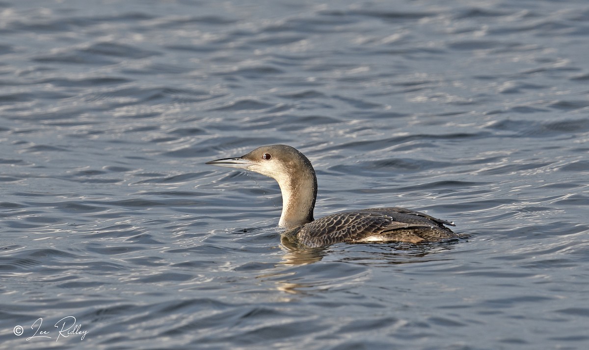 Plongeon arctique - ML615587824