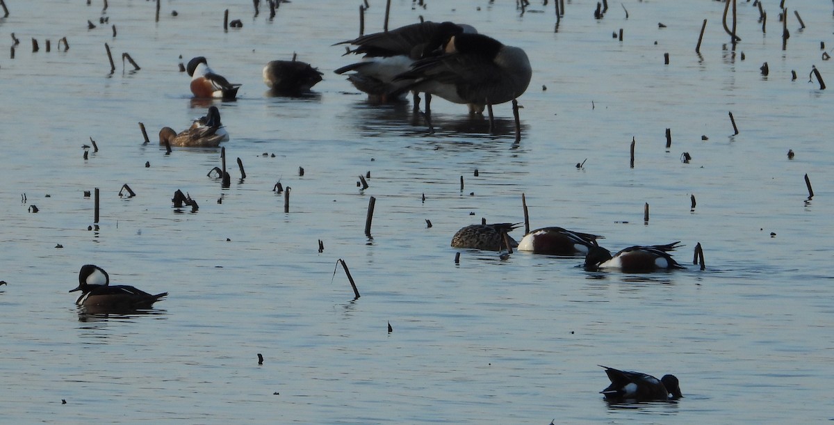 Hooded Merganser - Brent Daggett