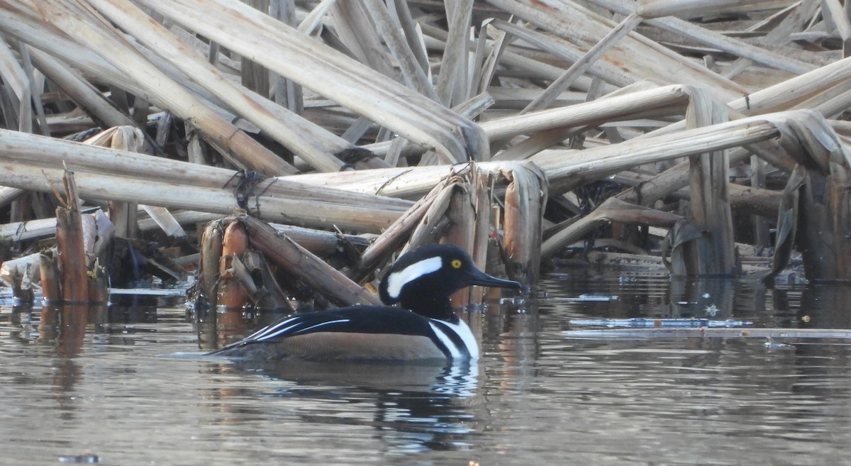 Hooded Merganser - ML615587859