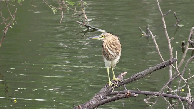 Indian Pond-Heron - ML615587937