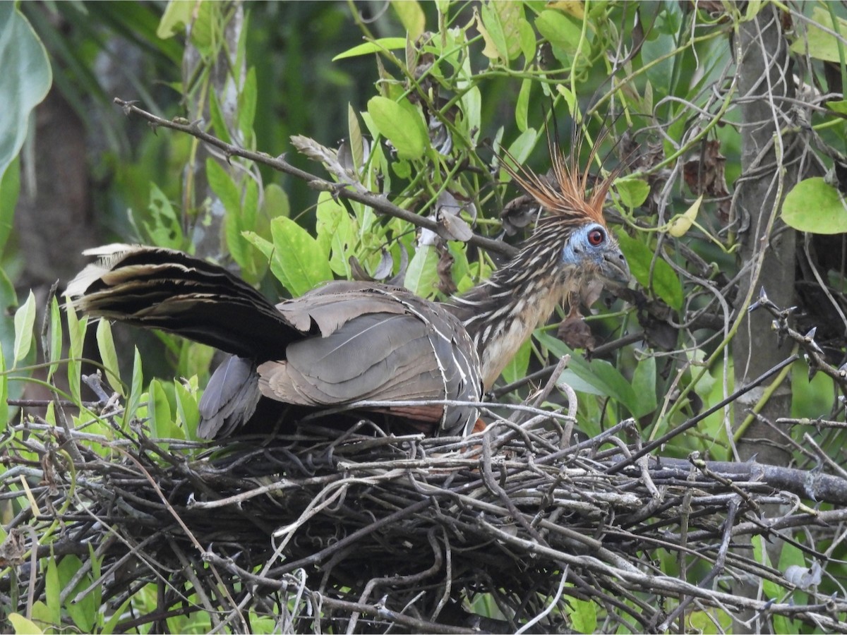 Hoatzin - Jhon Carlos Andres Rivera Higuera