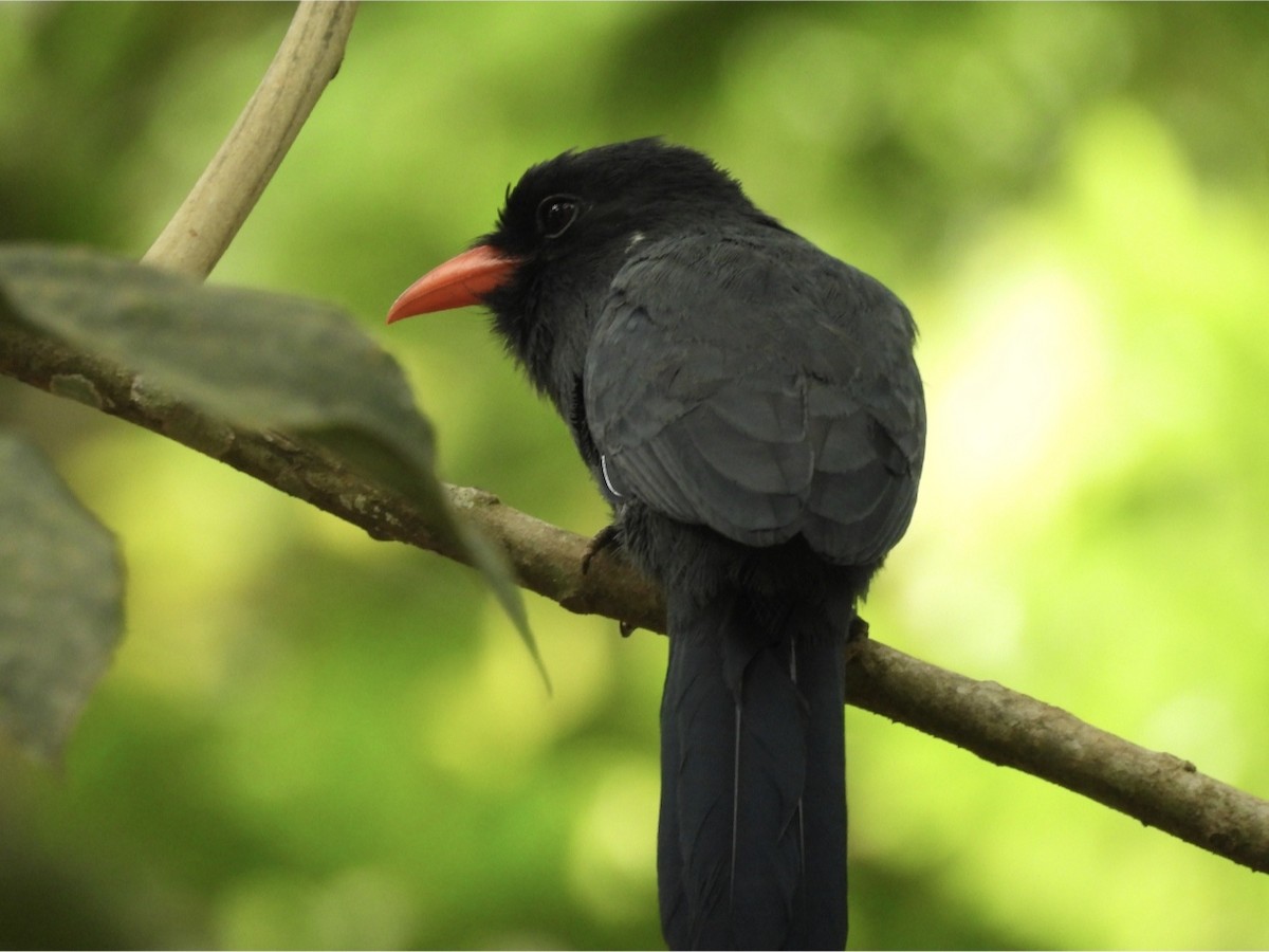 Black-fronted Nunbird - Jhon Carlos Andres Rivera Higuera