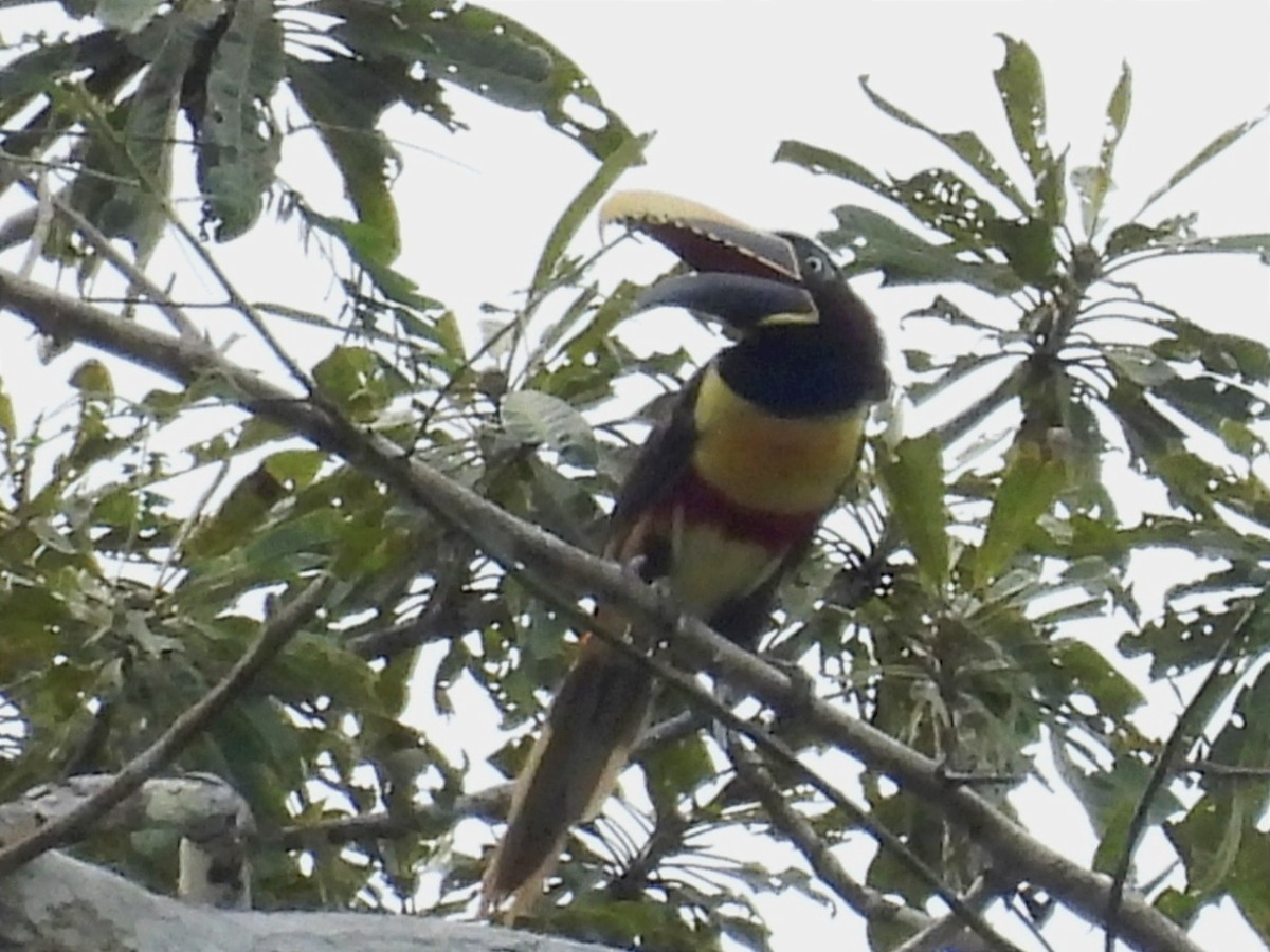 Chestnut-eared Aracari - ML615587986