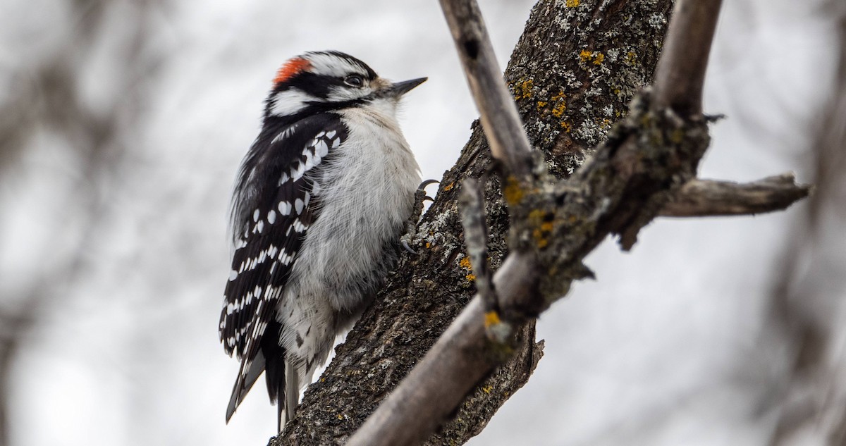 Downy Woodpecker - ML615588057