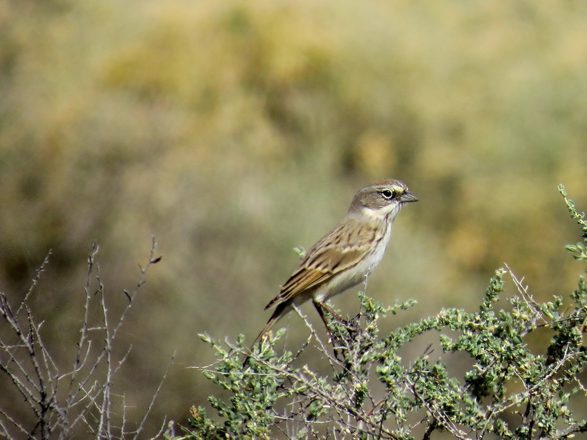 Sagebrush Sparrow - ML615588081