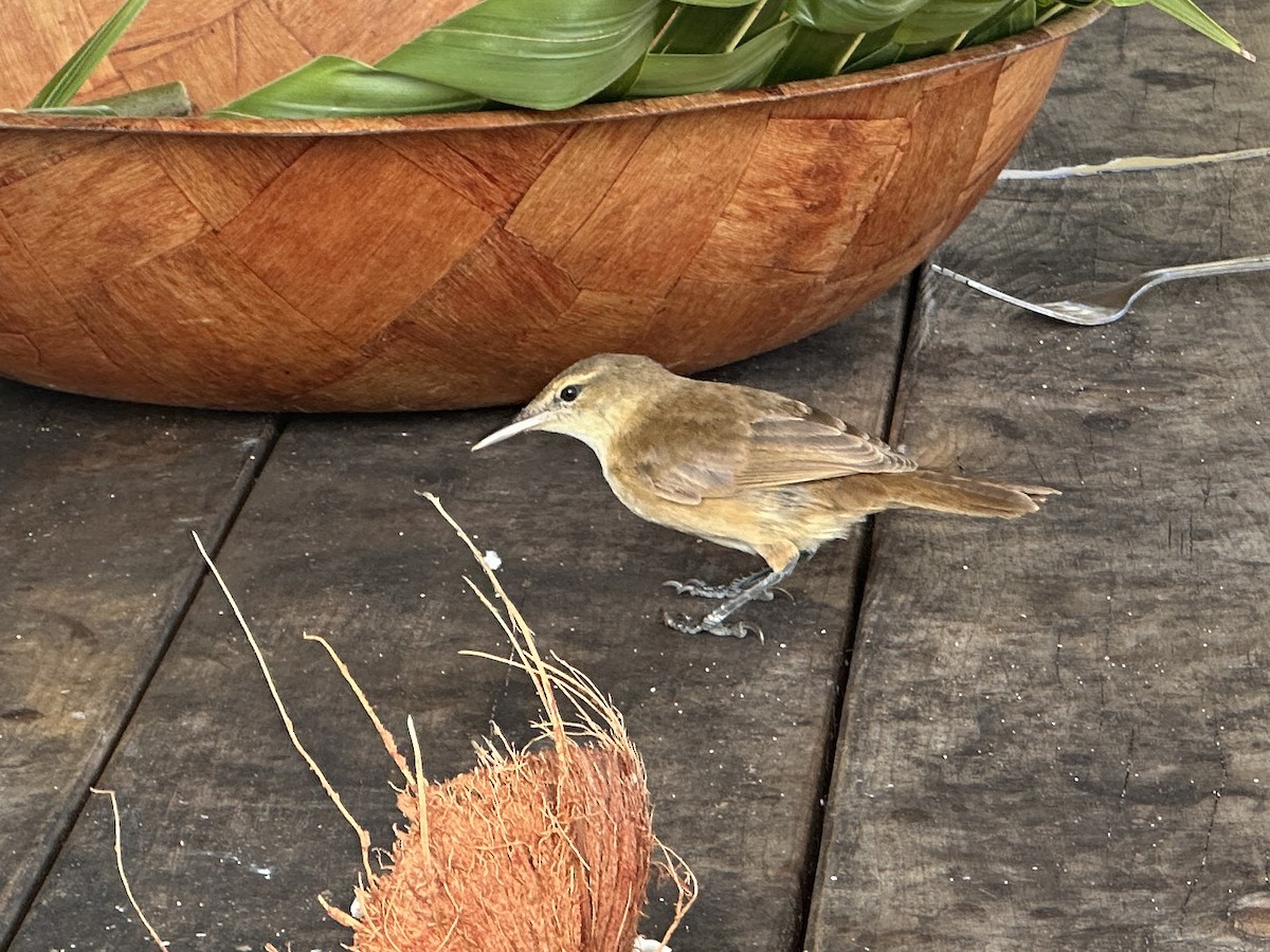 Tuamotu Reed Warbler - Carol Holmes