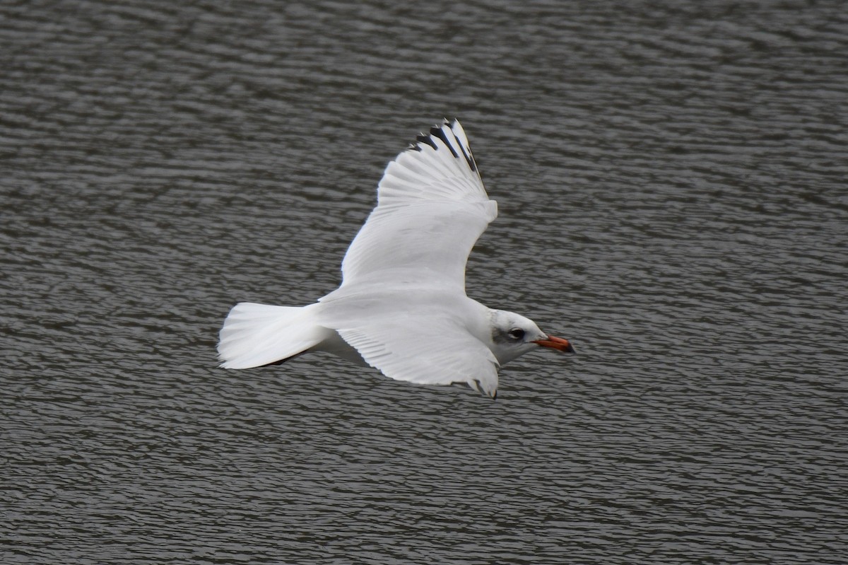 Mediterranean Gull - ML615588104