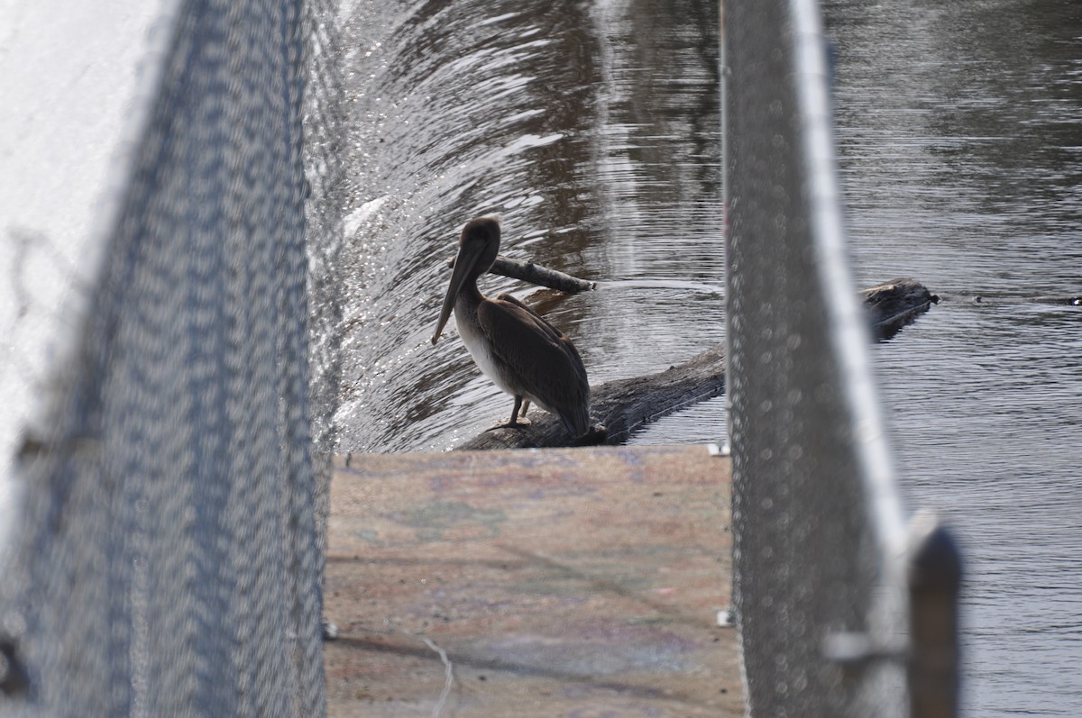 Brown Pelican - ML615588149