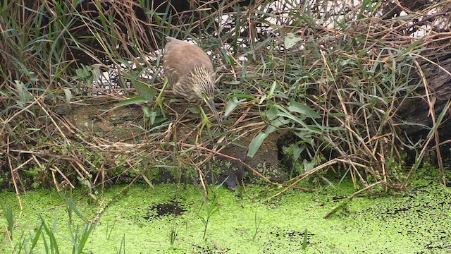 Indian Pond-Heron - ML615588164