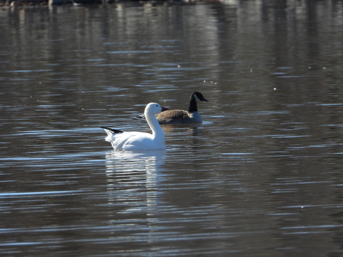 Snow Goose - Melanie Kass