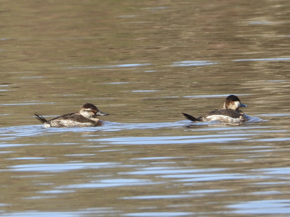 Ruddy Duck - ML615588251