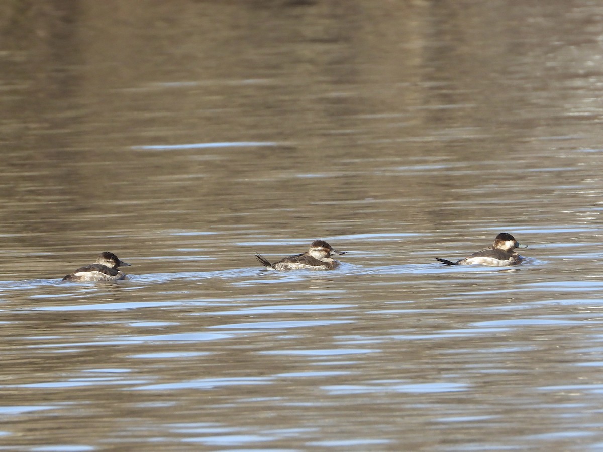 Ruddy Duck - ML615588252