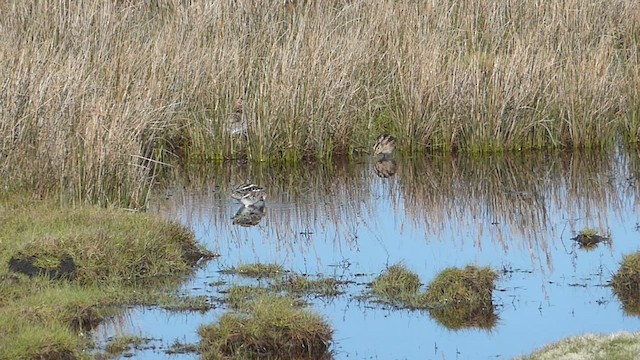 Common Snipe - ML615588294