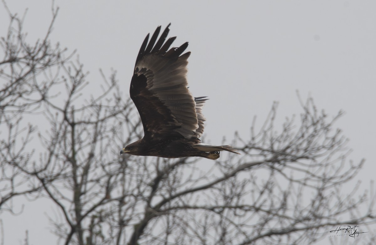 Greater Spotted Eagle - ML615588310