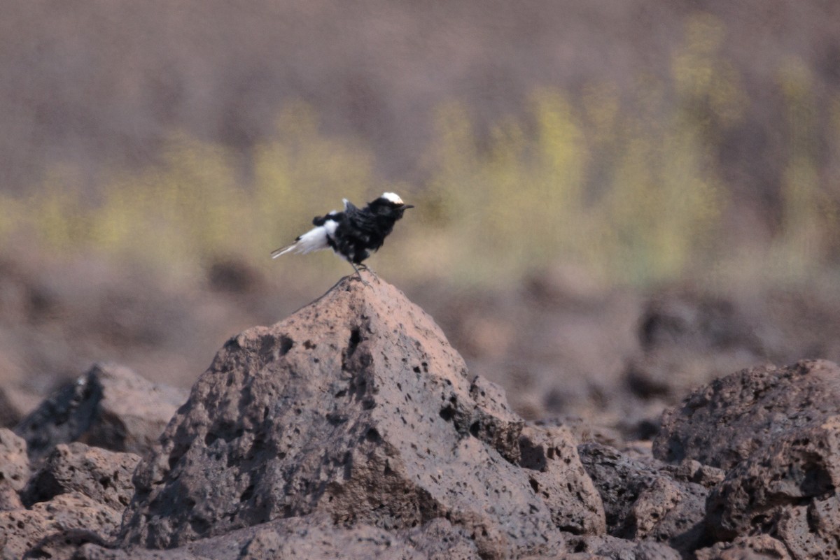 White-crowned Wheatear - Alistair Walsh