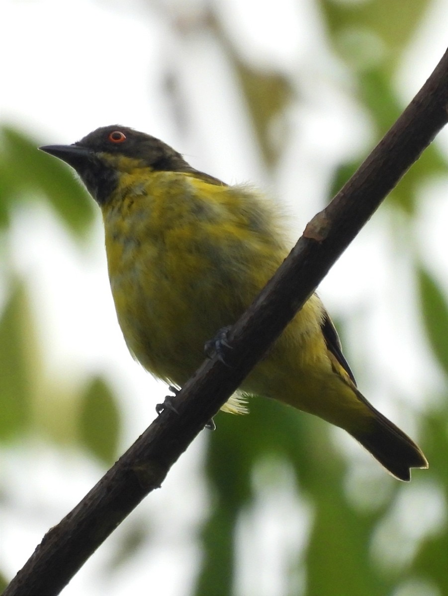 Yellow-bellied Dacnis - ML615588366