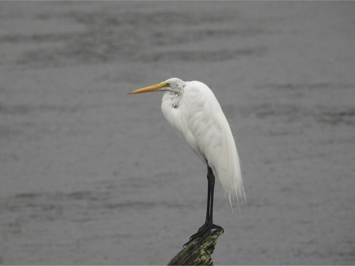 Great Egret - Jhon Carlos Andres Rivera Higuera