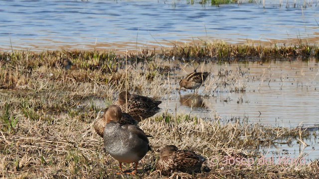 Gadwall - ML615588417