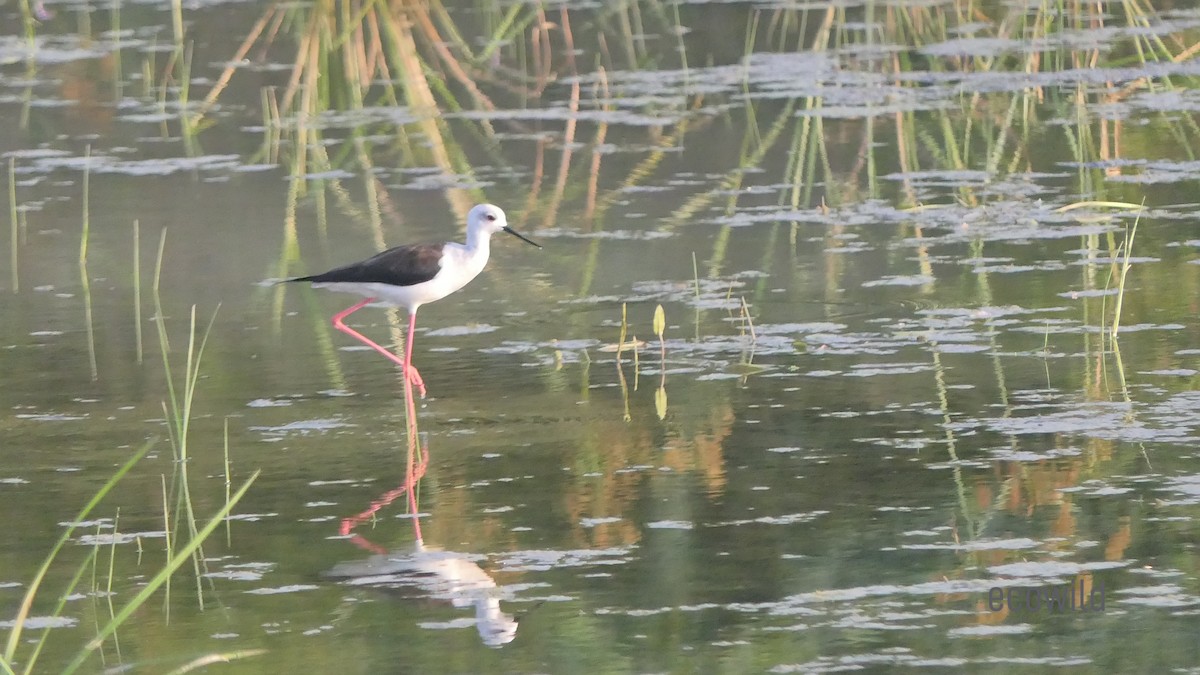 Black-winged Stilt - Mohan Raj K.