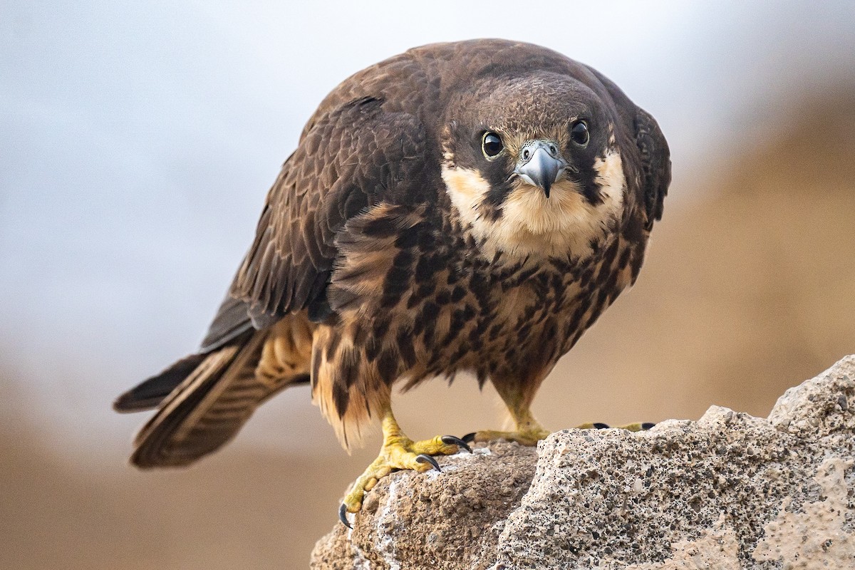 Eleonora's Falcon - ML615588481