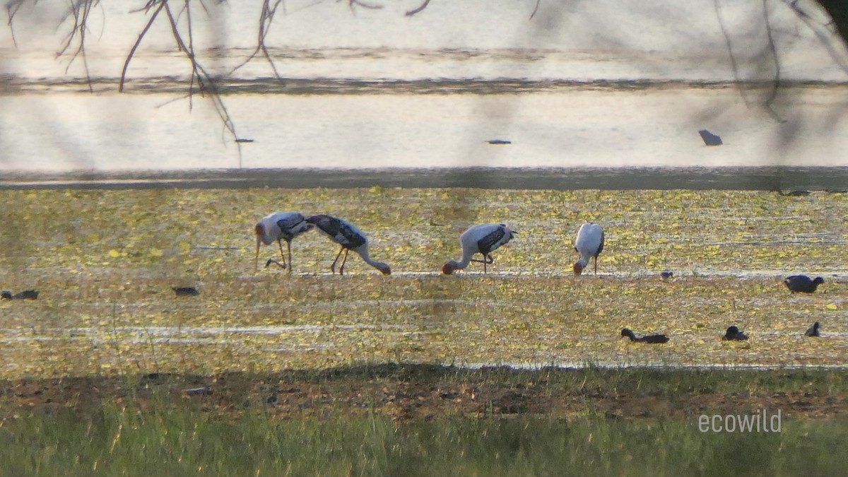 Painted Stork - ML615588488