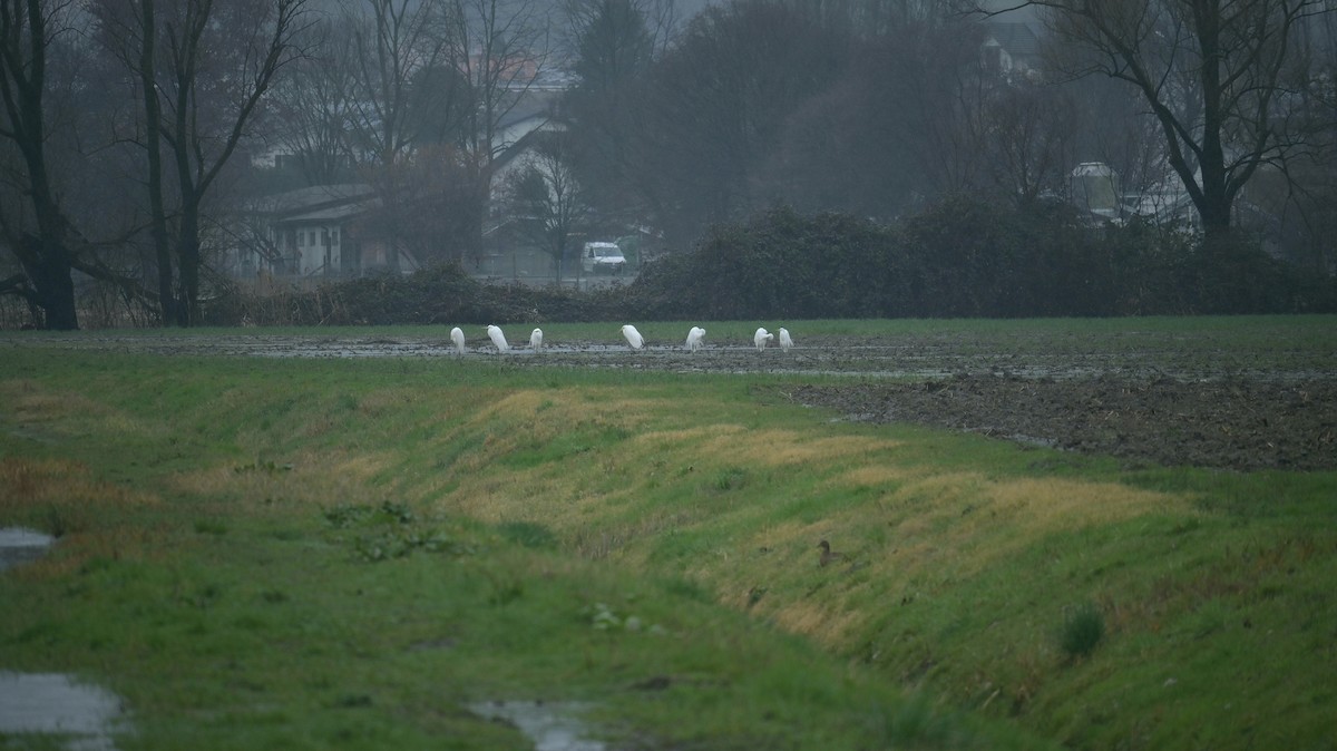 Great Egret - Roberto Lupi