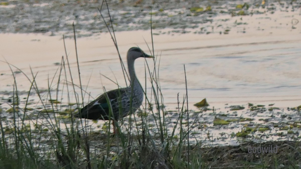 Indian Spot-billed Duck - ML615588516