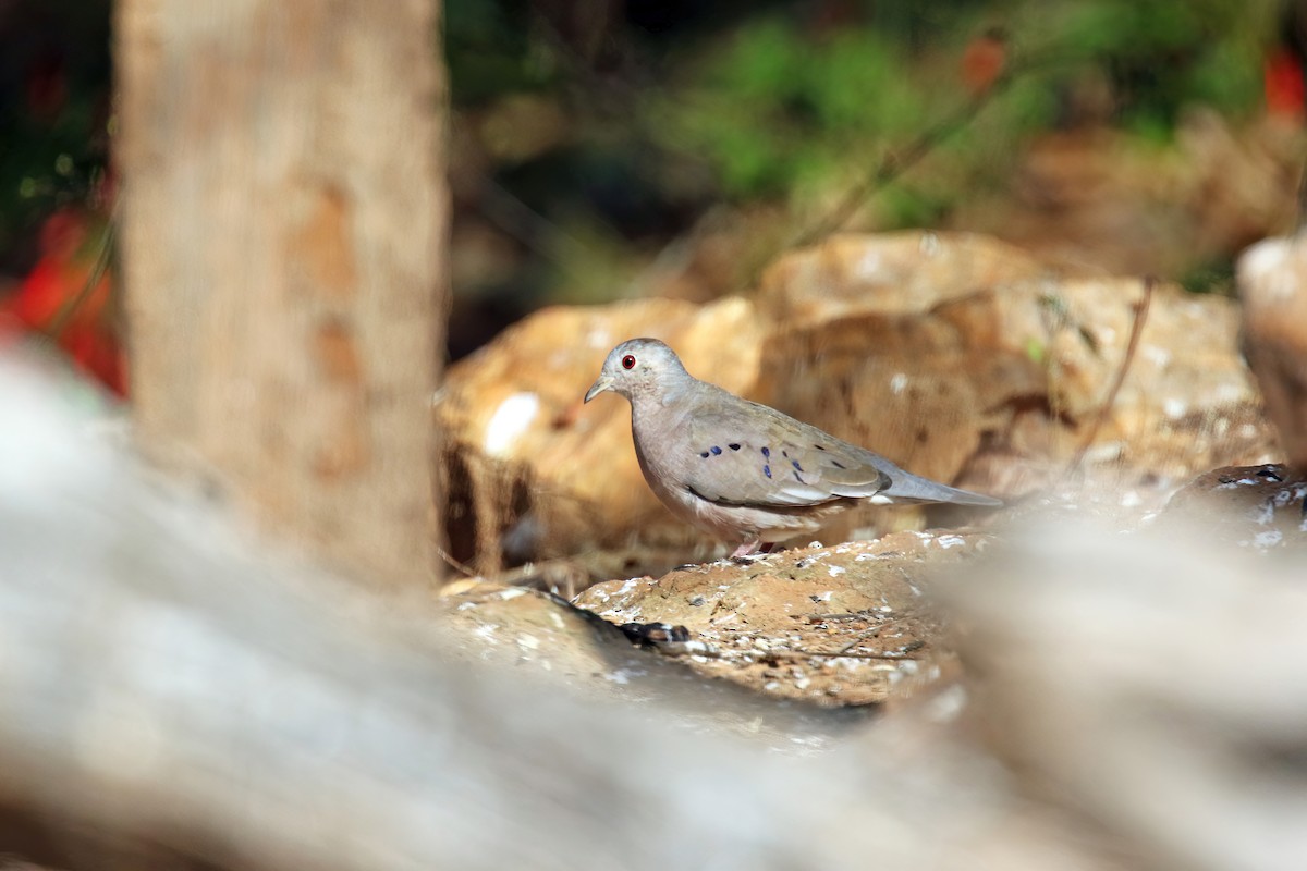 Plain-breasted Ground Dove - ML615588525